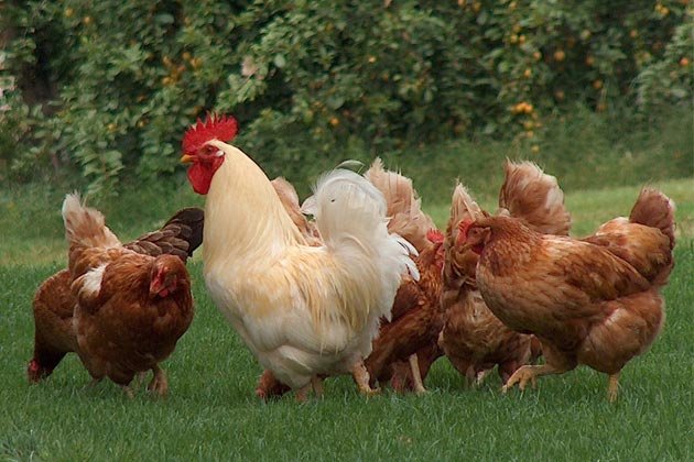 Attività con Animali da Cortile